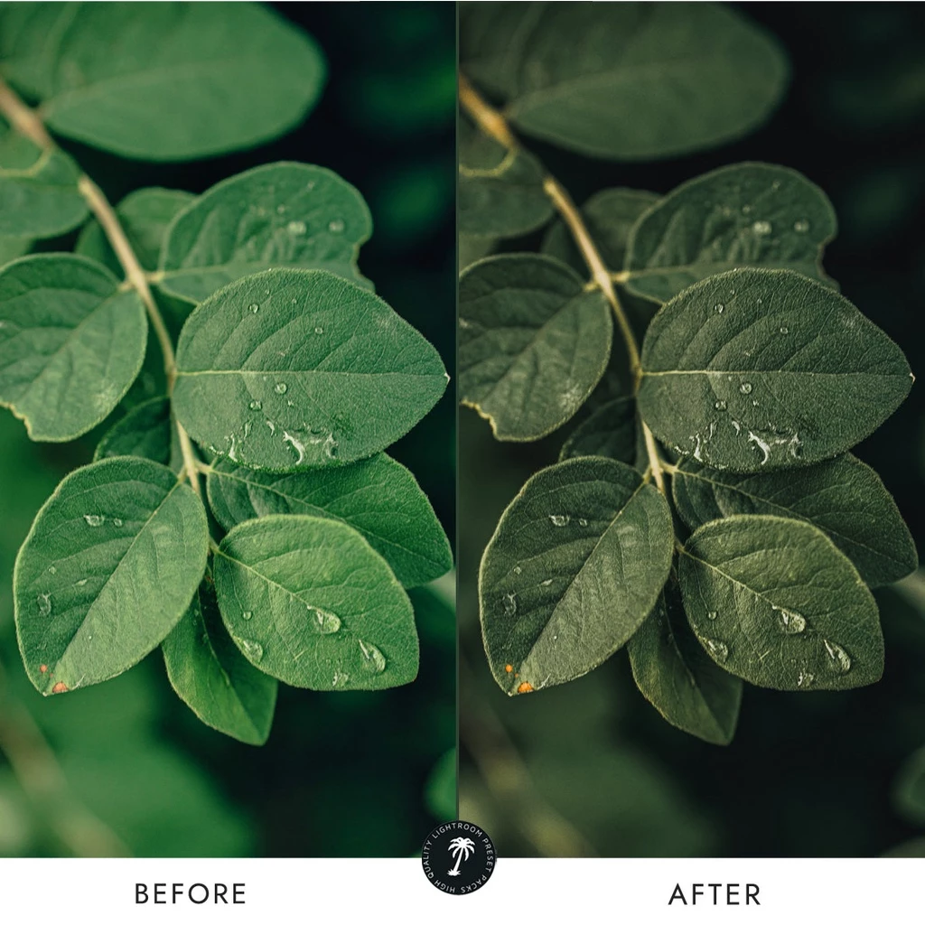 Preset Lightroom Premium - 10 Forest + LUTs - Image 6